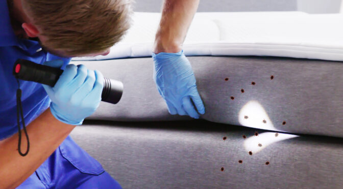 3 Reasons DIY Bed Bug Treatments Don’t Work
