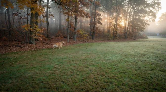 Suburban Ohio backyard in October, mown lawn meeting a wooded tree line with damp leaves and a golden retriever on the grass